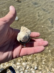 Sinistrofulgur pulleyi