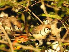 Stizoptera bichenovii