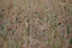 Panurus biarmicus