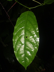 Passiflora ambigua