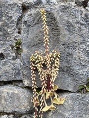 Umbilicus rupestris