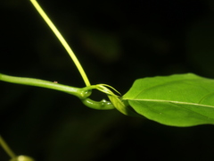 Passiflora ambigua