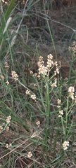 Baccharis articulata