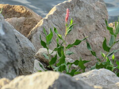 Persicaria barbata