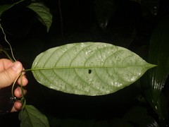 Passiflora ambigua