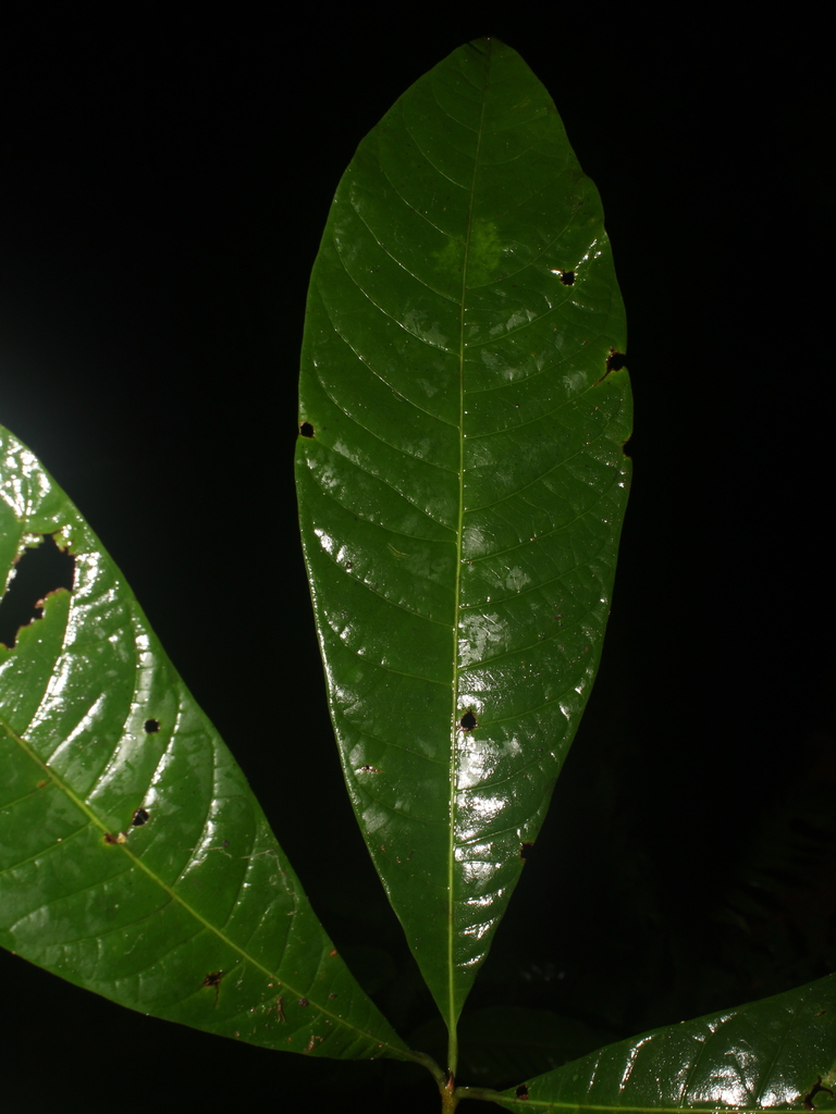 Pouteria filiformis
