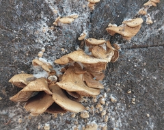 Crepidotus calolepis