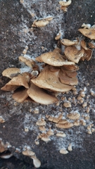 Crepidotus calolepis