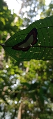 Nymphidium caricae