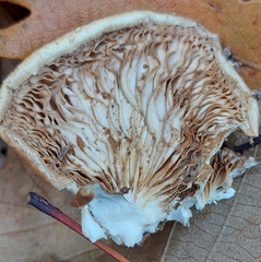 Crepidotus calolepis