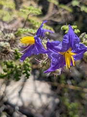 Solanum citrullifolium