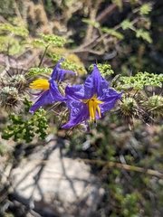 Solanum citrullifolium