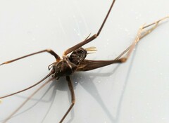 Euhadenoecus puteanus