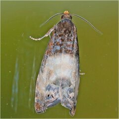 Notocelia cynosbatella