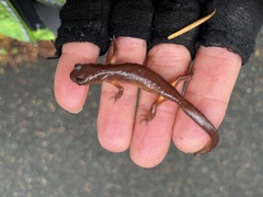 Ensatina eschscholtzii