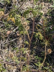 Solanum citrullifolium