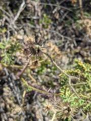 Solanum citrullifolium