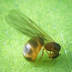 Brachymyrmex depilis