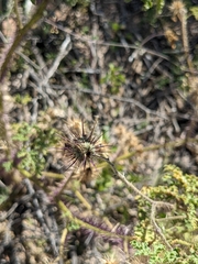 Solanum citrullifolium