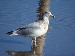 Larus argentatus image