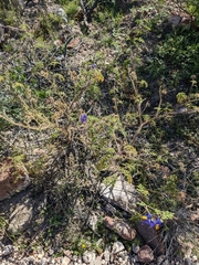 Solanum citrullifolium