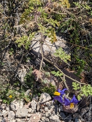 Solanum citrullifolium
