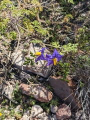 Solanum citrullifolium