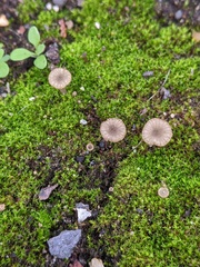 Arrhenia rickenii