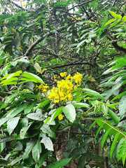 Senna viarum