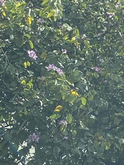 Pereskia grandifolia