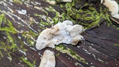 Neoantrodiella gypsea