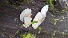 Neoantrodiella gypsea