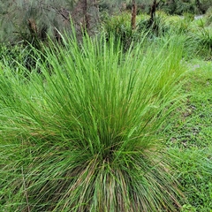Poa labillardierei