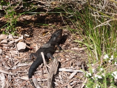 Egernia kingii