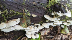 Neoantrodiella gypsea