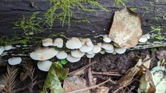 Neoantrodiella gypsea
