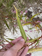 Persicaria pensylvanica