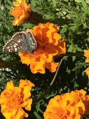 Burnsius communis