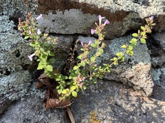 Clinopodium nepeta