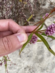 Persicaria pensylvanica