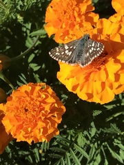 Burnsius communis