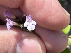 Clinopodium nepeta