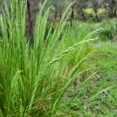 Poa labillardierei