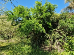 Gleditsia amorphoides