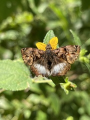 Noctuana lactifera