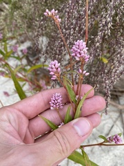 Persicaria pensylvanica