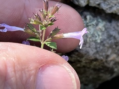 Clinopodium nepeta