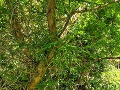 Gleditsia amorphoides