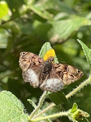 Noctuana lactifera