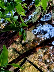 Ascia monuste monuste